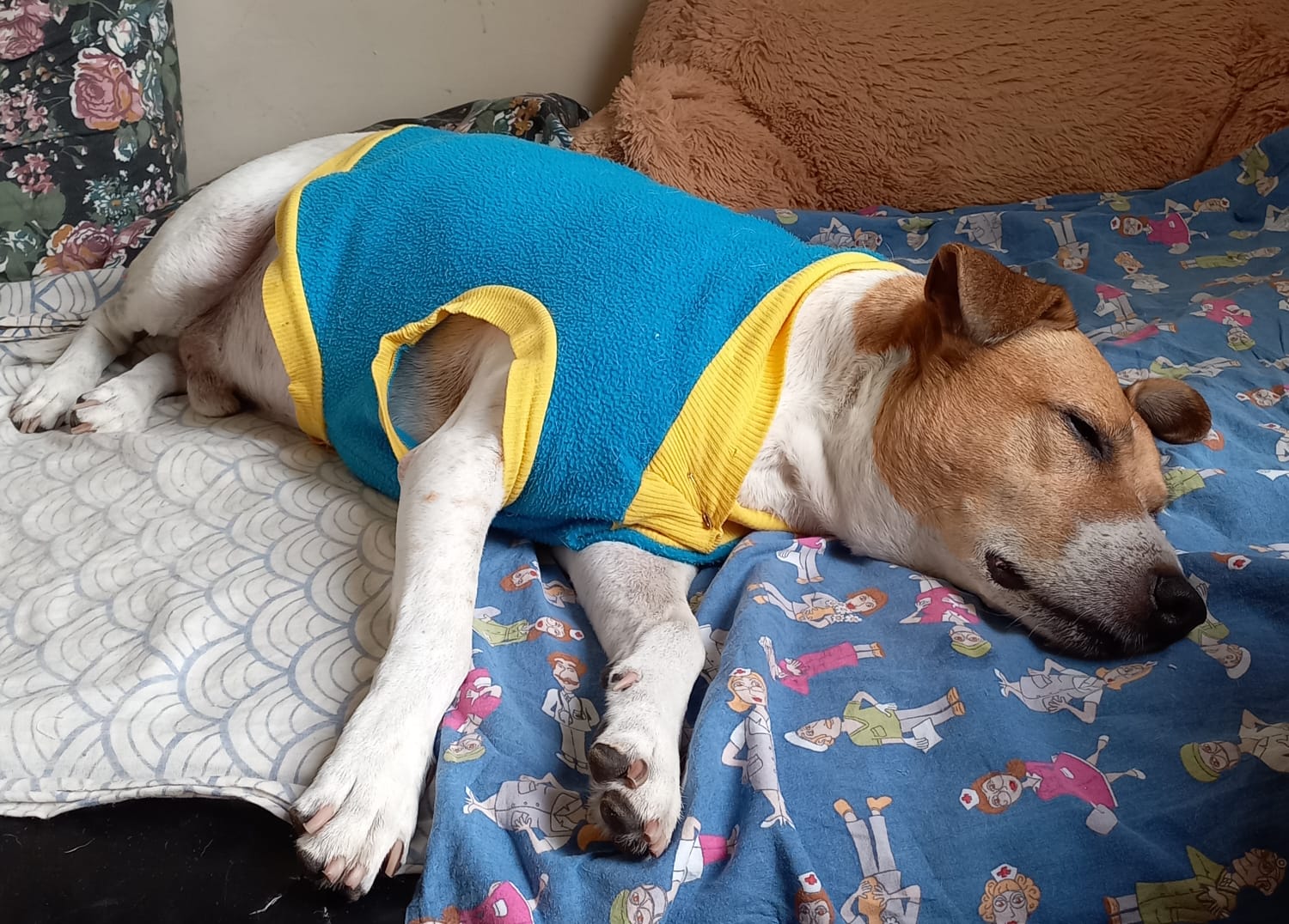 The Boney sleeping wearing his blue vest.