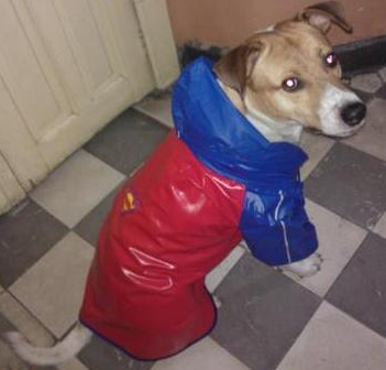 The Boney wearing his supercan raincoat, ready for a walk.